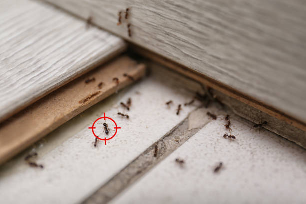 Best Best Pest Control Companies  in Clifton, TX