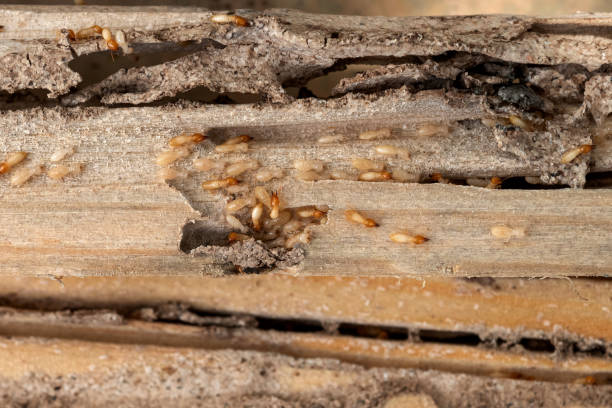 Pest Control Cost in Clifton, TX